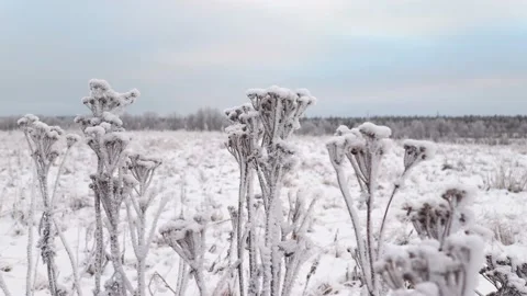 Snow covered field. Grass in the snow. Stock Footage 222973704