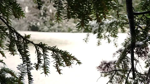 Snow Covered field jib down from trees Stock Footage 146427201