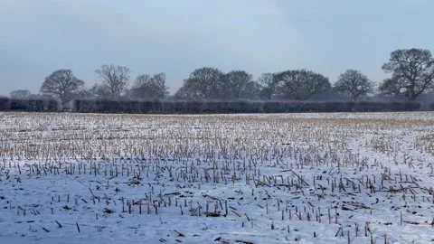 Snow covered field maize corn stubble farming Stock Footage 297582689