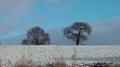 Snow covered field trees on skyline against wintry blue sky Stock Footage 46658317