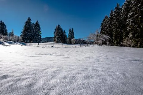 Snow covered field with trees under blue sky Stock Photos