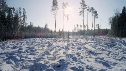 Snow Covered Field in Winter Forest, Smooth Backwards Motion Stock Footage 85359311