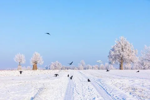 Snow covered fields with crows Stock Photos