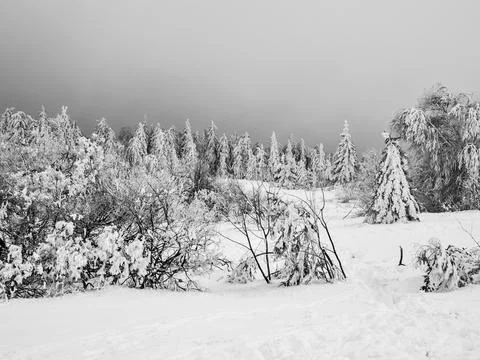 Snow-covered fields high in the mountains. Vosges. Stock Photos
