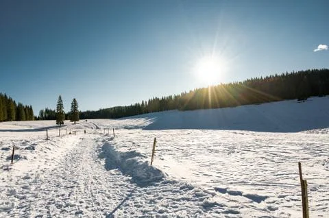 Snow covered fields surrounded with forest at daylight. Stock Photos