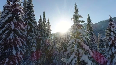 Snow-covered fir forest Stock Footage 83258784