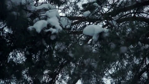 Snow-covered fir tree branches Stock Footage 79676043