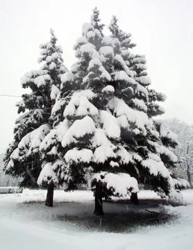Snow-covered fir tree Stock Photos