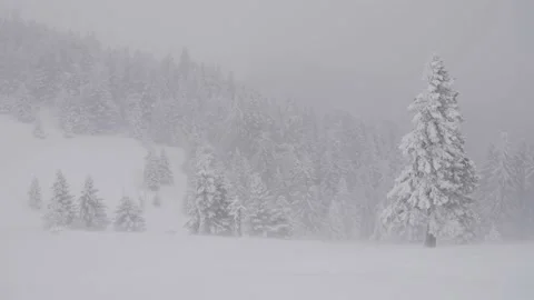 Snow-covered fir trees during severe snow storm, Ciucas mountains, Romania Stock Footage 146369737