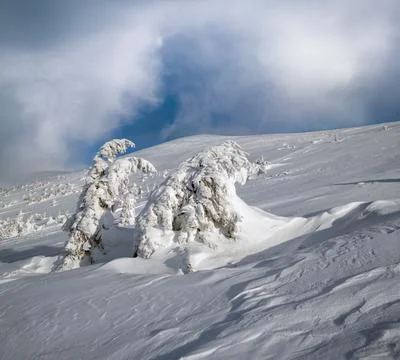 Snow covered fir trees on snowy mountain plateau, tops with snow cornices in  Stock Photos