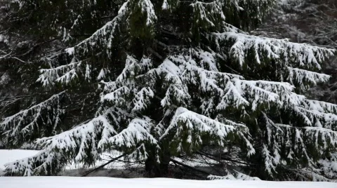 Snow covered fir twigs shaken by a cold wind Stock Footage