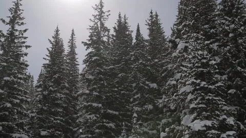 Snow-covered Firs Stockbeeldmateriaal 85910199