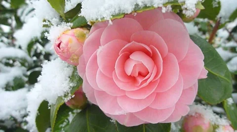 Snow Covered Flower Stock Footage 8911738