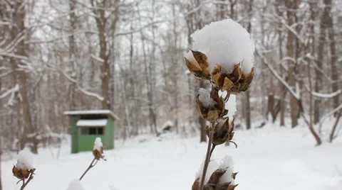 Snow-covered Flower Moving in the Winter Breeze Stock Footage 54396147