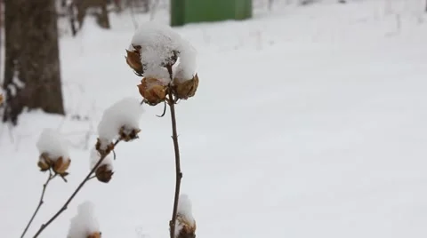 Snow-covered Flower in the Winter Stock Footage 54396663