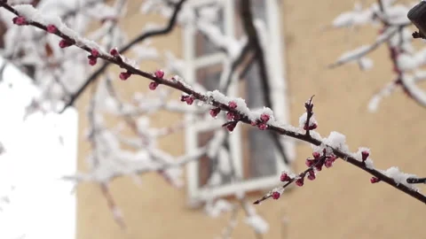 Snow covered flowering apricot tree branches Stock Footage 127922916