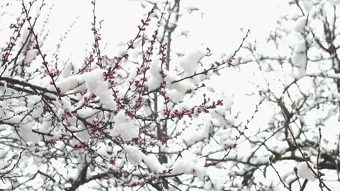 Snow covered flowering apricot tree branches Stock Footage 149129020