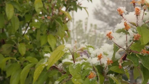Snow covered flowering branch gently swaying in light breeze Stockbeeldmateriaal 334258997