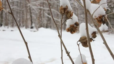 Snow-covered Flowers Dance in Winter Breeze Stock Footage 54396765