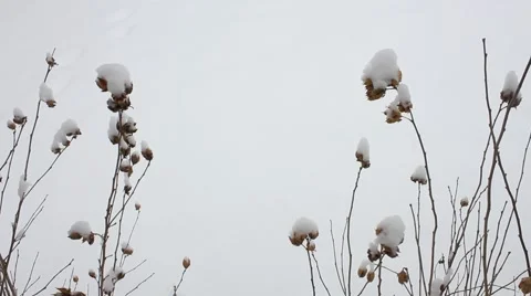 Snow-Covered Flowers Move in the Cold Winter Breeze Stock Footage 54396576