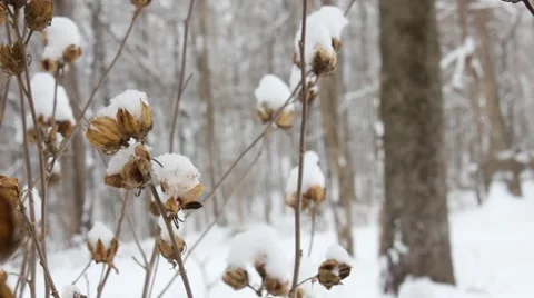 Snow-covered Flowers Move in the Winter Breeze Stock Footage 54396406