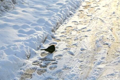 Snow covered footpath Stock Photos