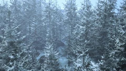 A snow-covered forest with abundant trees Stock Illustration