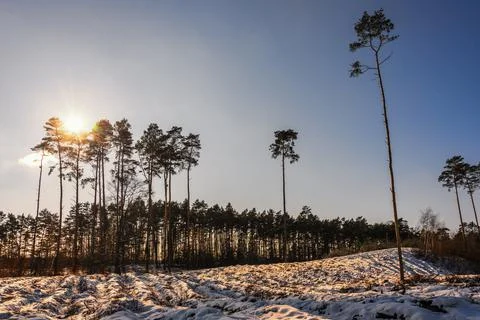 Snow-covered forest after tree felling at sunset, normal  forest management. Stock Photos