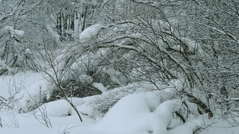 Snow-covered forest and large drifts. Video stock 119393362