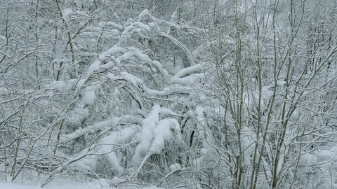 Snow-covered forest and large drifts. Stock-Footage 119393374