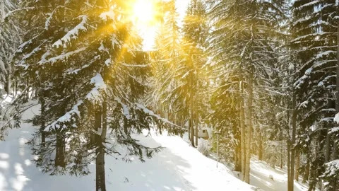 Snow Covered Forest And The Shining Sun Video stock 142836264