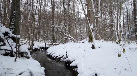 Snow-covered forest and stream Stock Footage 979469