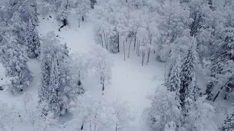 Snow-covered forest area Stock Footage 305186159
