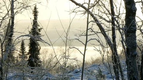 Snow-covered forest on the background of the river in the distance. Video stock 119391183