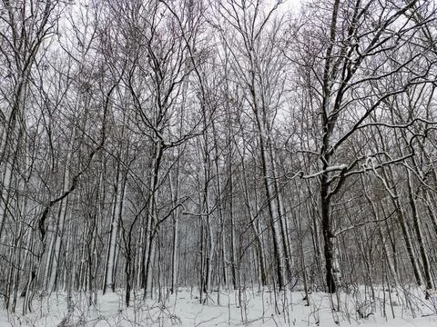A snow covered forest with bare trees in the foreground Stock Photos