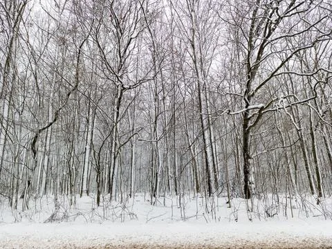 A snow covered forest with bare trees in the background Stock Photos