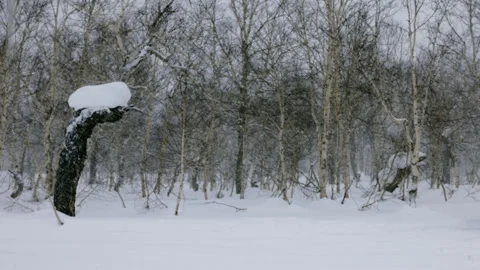 Snow Covered Forest With Bent Tree Kamchatka Видео 331280909