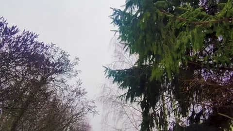 Snow-covered Forest, Birds on a Tree. View of the Winter Forest. Stock Footage 236935810