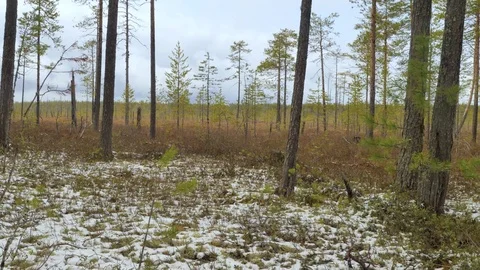 Snow-covered forest bog at Pechora taiga Stock Footage 73302547