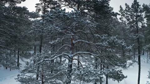 Snow-covered forest, the camera flies up along the trunk of a pine tree Vídeos de archivo 223710592