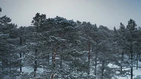 Snow-covered forest, camera flying around the tree tops, winter. Flakes of 库存影片 228826297
