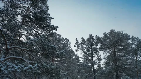 Snow-covered forest, camera pointed to the sky, shooting the tops of pine trees Stock Footage 228827124