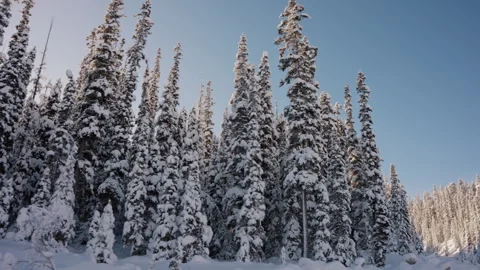 Snow Covered Forest with Camera Tracking in Front 4K Stock Footage 263277703