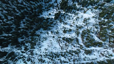 Snow covered forest canopy forming textured mountain landscape pattern Stock Footage 334683877