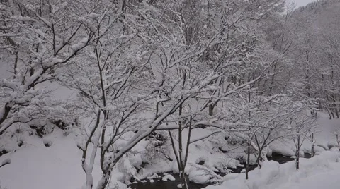 Snow covered forest in cloudy day. Stock Footage 47790939