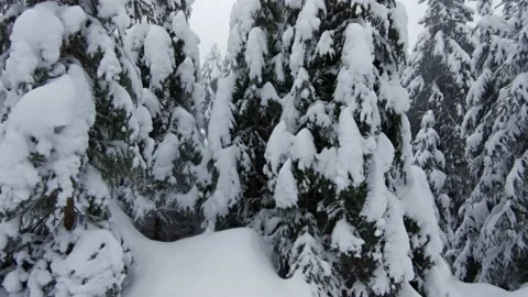 Snow-covered forest on a cloudy day Stock Footage 219945397