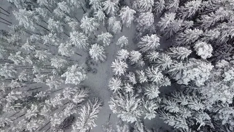 Snow Covered Forest, Drone Top Down View in Winter, Relaxing Static Background Stock-Footage 149707441