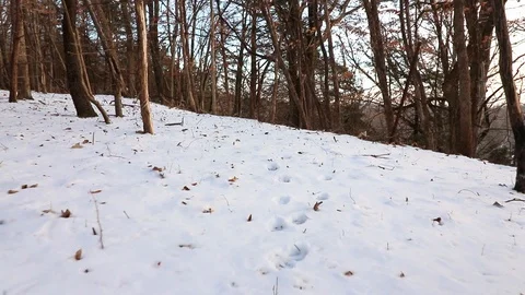 Snow covered forest floor at sunset in the Midwestern United States. Iowa. Stock Footage 120488879