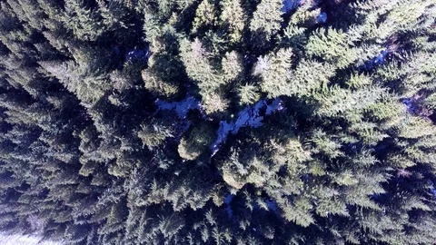 Snow Covered Forest Vidéo 79789873