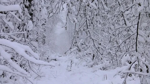 Snow-covered forest Stockbeeldmateriaal 83843823